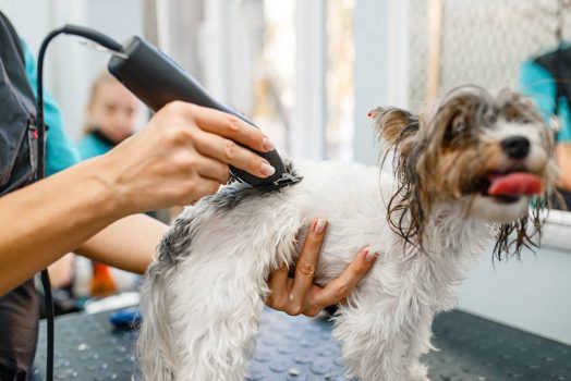 best dog groomers calgary